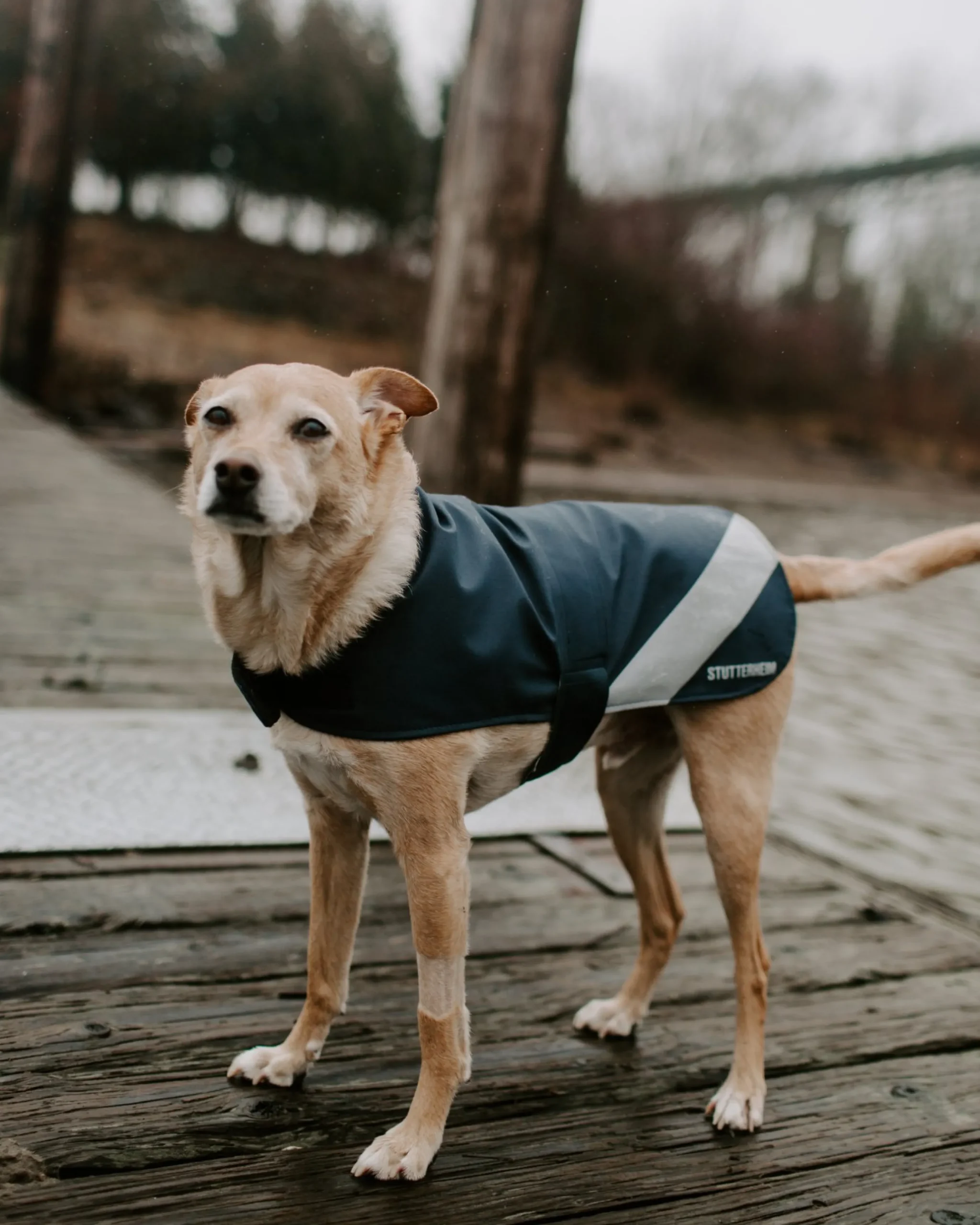 Dog Raincoat^STUTTERHEIM Cheap