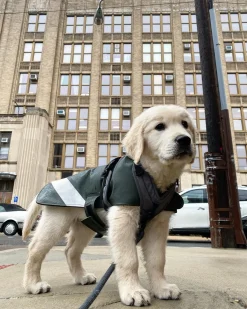 Dog Raincoat^STUTTERHEIM Flash Sale
